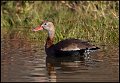 _B211065 black-bellied whistling duck